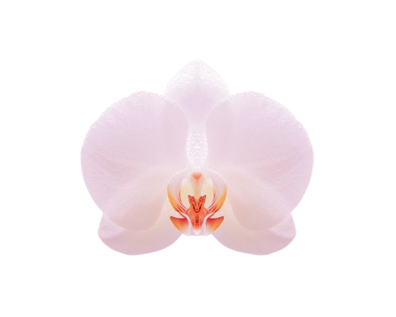flower-2400703_1280-removebg-preview