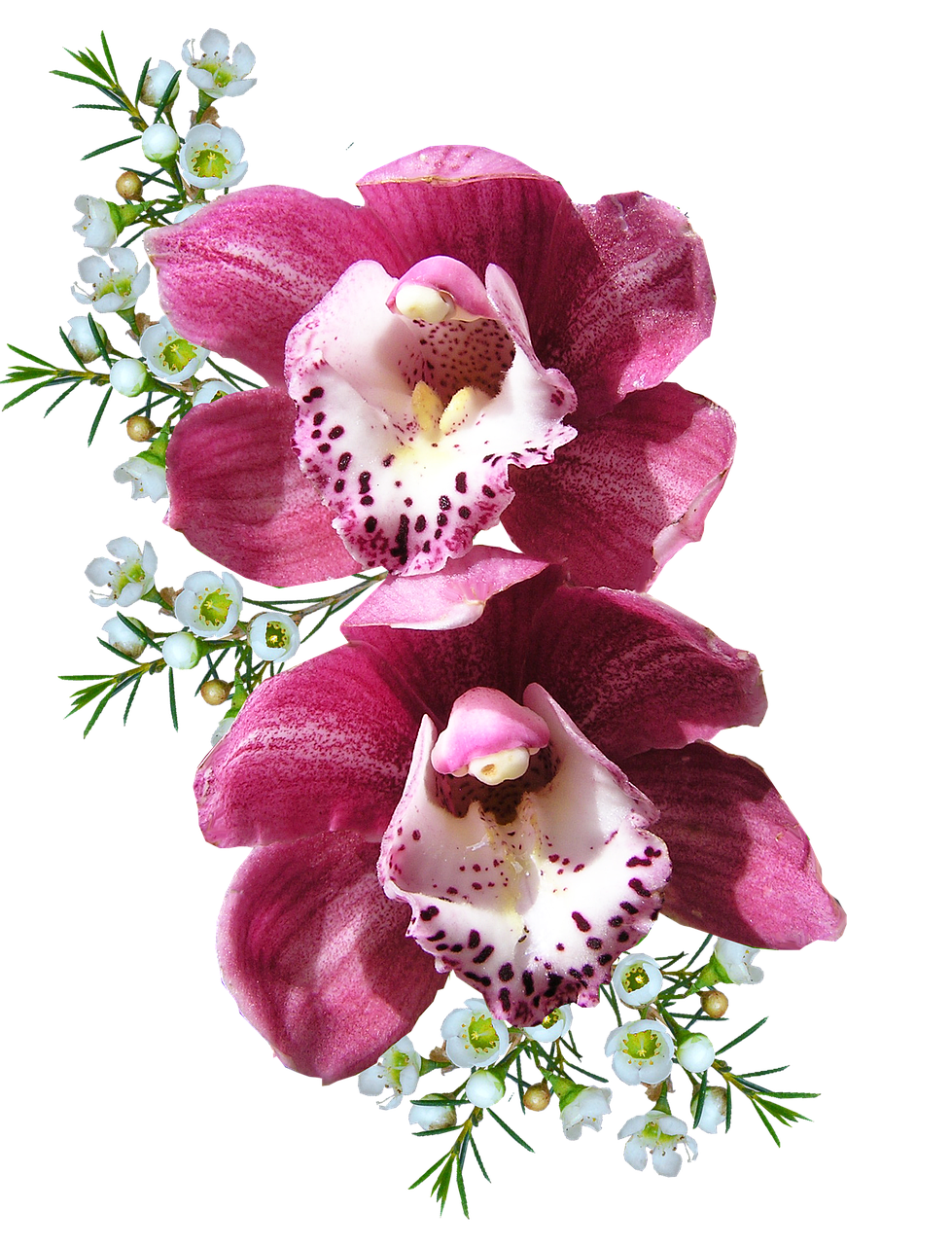 orchids-2757386_1280