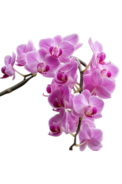 orchids-8563488_1280-removebg-preview