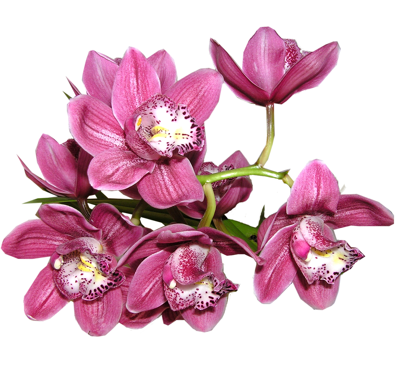 orchid-2495677_1280